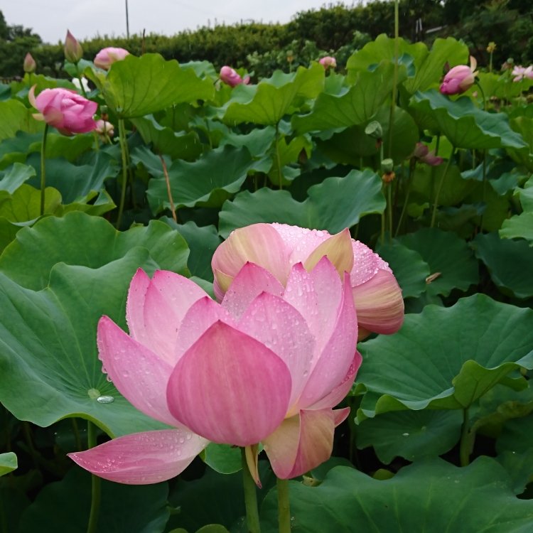 美穂さんの投稿 星名池 ことりっぷ