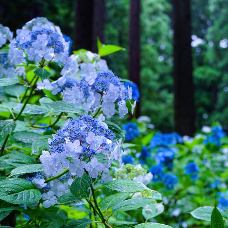 さとうさんの投稿 みちのくあじさい園 ことりっぷ さとうさんの投稿 みちのくあじさい園 ことりっぷ