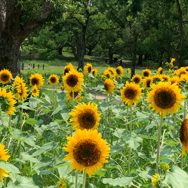 Karinさんの投稿 万博記念公園 ことりっぷ