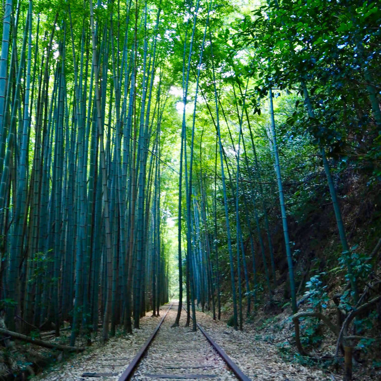 Ayuさんの投稿 旧国鉄倉吉線廃線跡 ことりっぷ