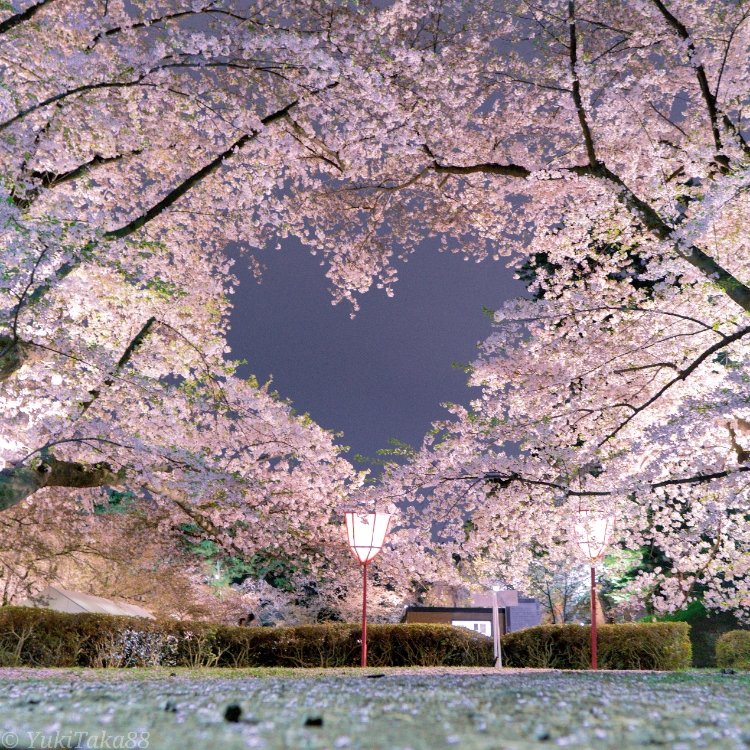 ゆきたかさんの投稿 弘前城 桜のハート窓 ことりっぷ