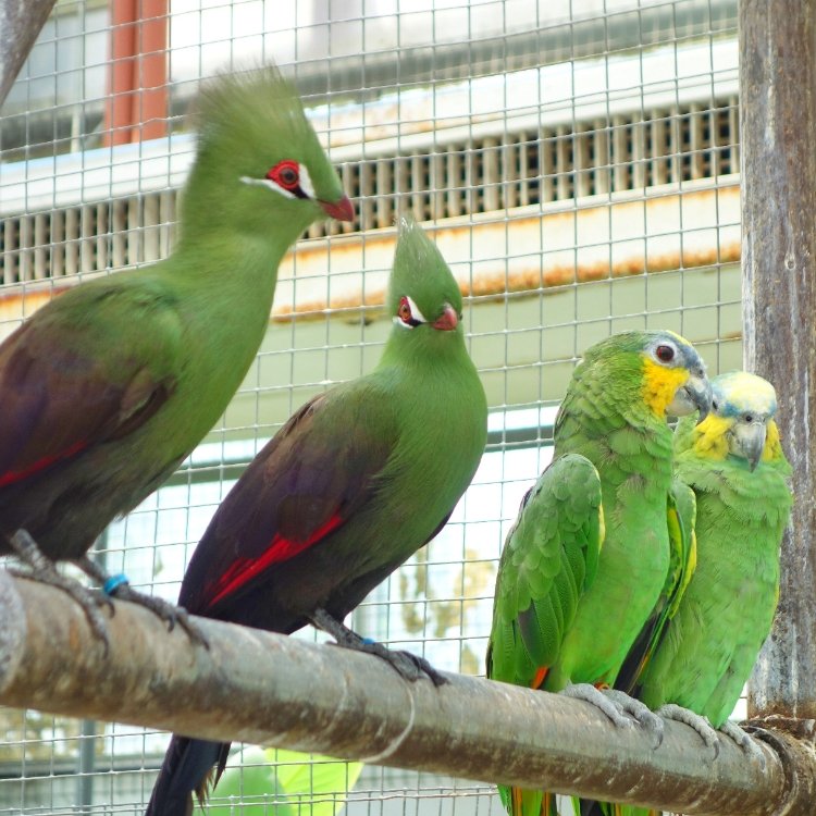 ラベンダーさんの投稿 掛川花鳥園 ことりっぷ