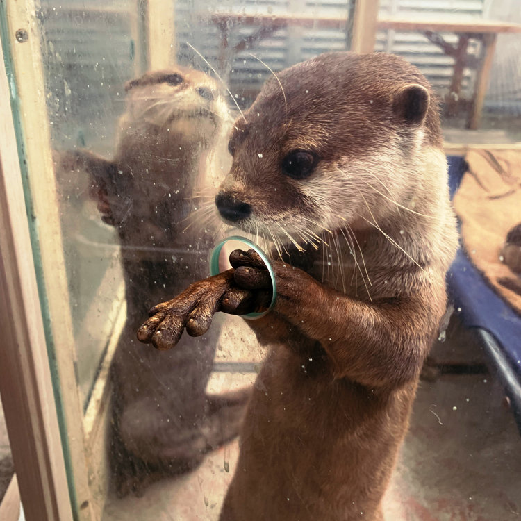 しろくまさんの投稿 ことりっぷ