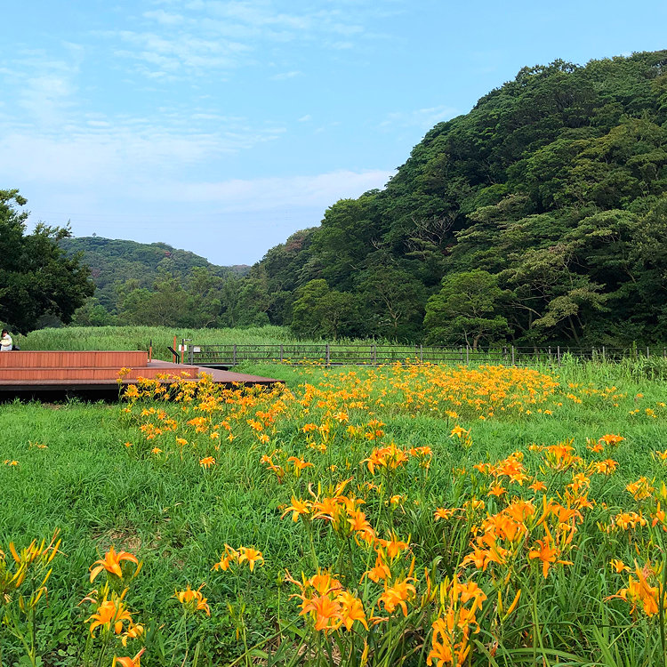 ミントさんの投稿 小網代の森 ことりっぷ