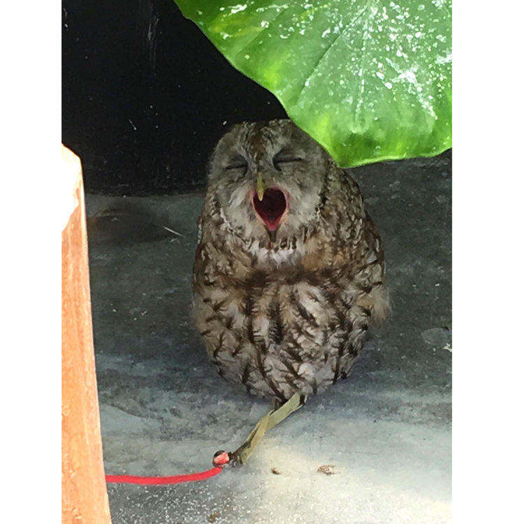 Sonoさんの投稿 掛川花鳥園 ことりっぷ