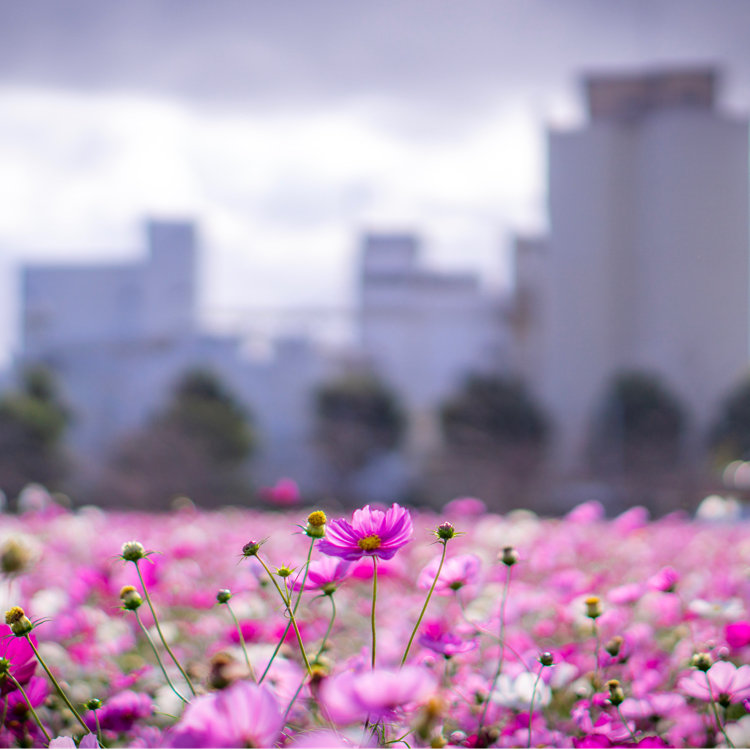 Chappy さんの投稿 キリン花園 ことりっぷ