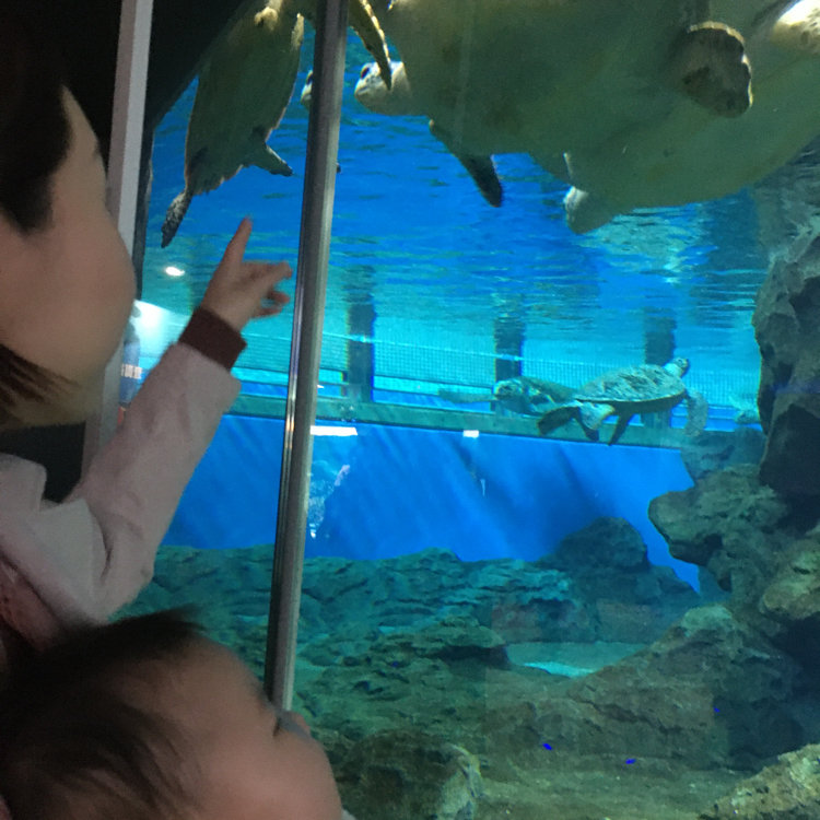 Rokoさんの投稿 名古屋港水族館 ことりっぷ