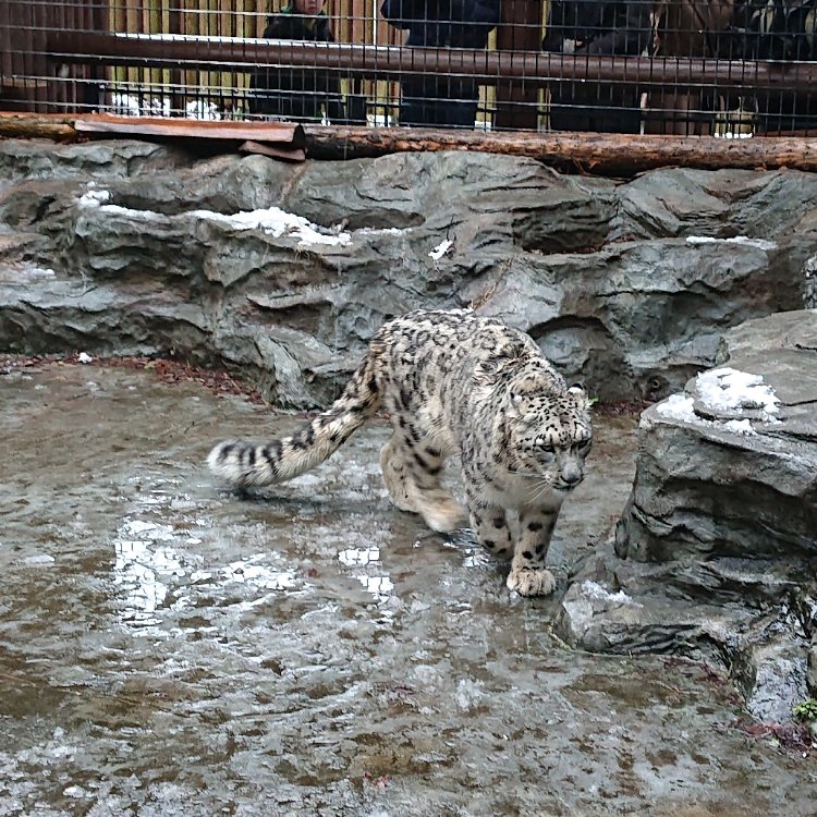 Takunさんの投稿 秋田市大森山動物園 あきぎんオモリンの森 ことりっぷ