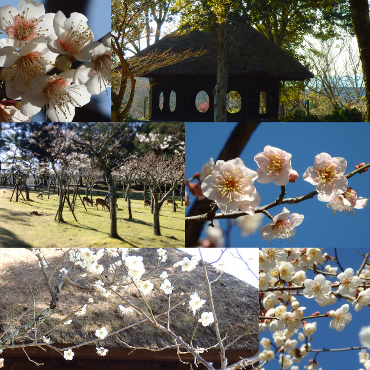 ゆっきさんの投稿 奈良公園 片岡梅林 ことりっぷ