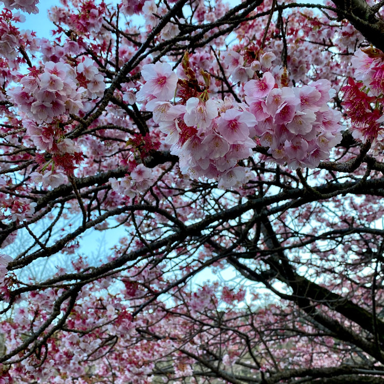 Ayuさんの投稿 熱海桜 ことりっぷ