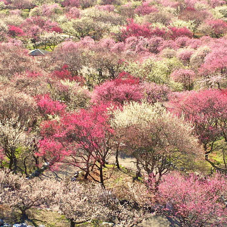 Sonoさんの投稿 いなべ市農業公園梅林公園 ことりっぷ