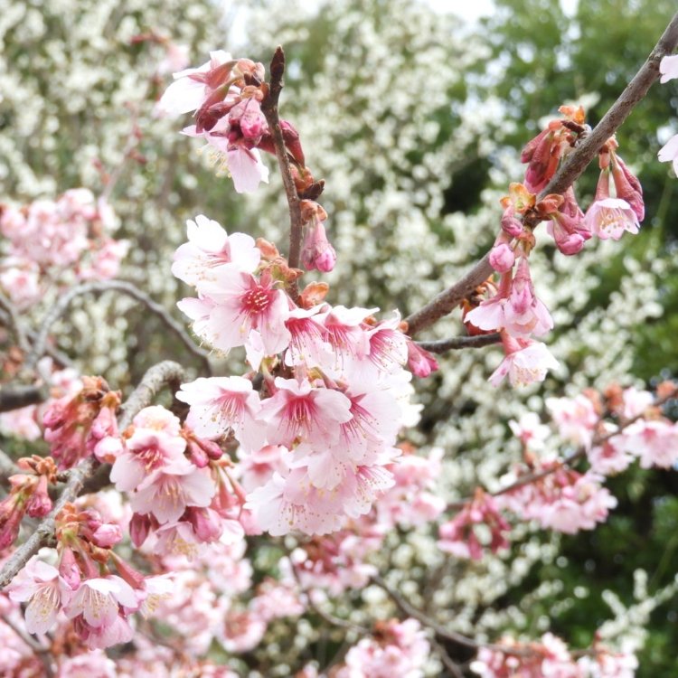 えこさんの投稿 高岡古城公園の桜 ことりっぷ