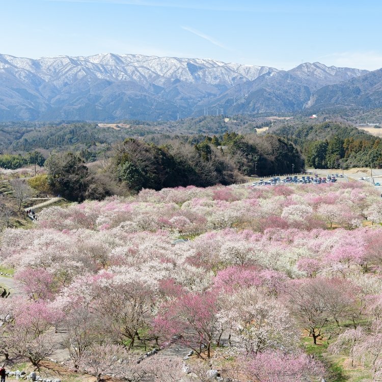 いなべ 梅林 公園