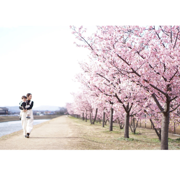 もこたさんの投稿 倉敷川千本桜 ことりっぷ