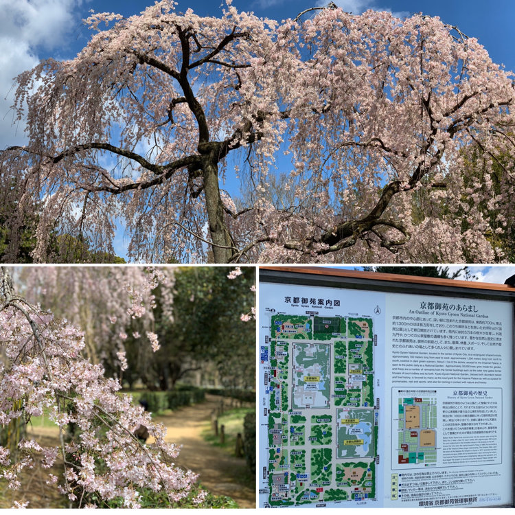 とっきんさんの投稿 京都御苑の桜 ことりっぷ