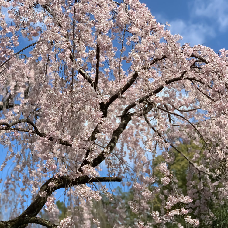 とっきんさんの投稿 京都御苑の桜 ことりっぷ