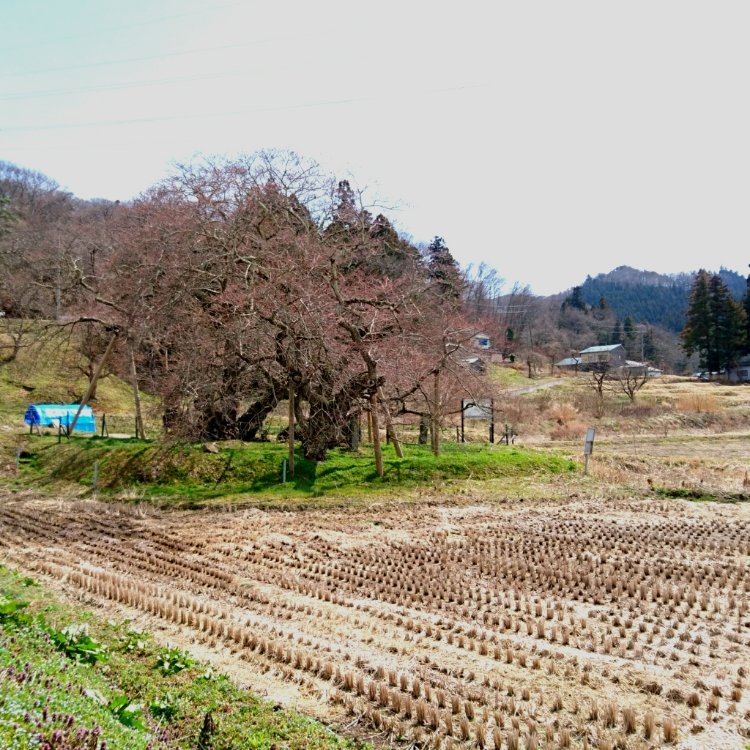 こもさんの投稿 石部桜 ことりっぷ