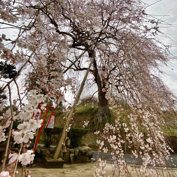 Ayuさんの投稿 段部のしだれ桜 ことりっぷ