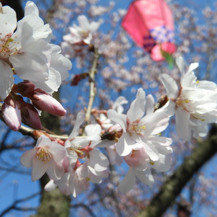 えこさんの投稿 高岡古城公園の桜 ことりっぷ