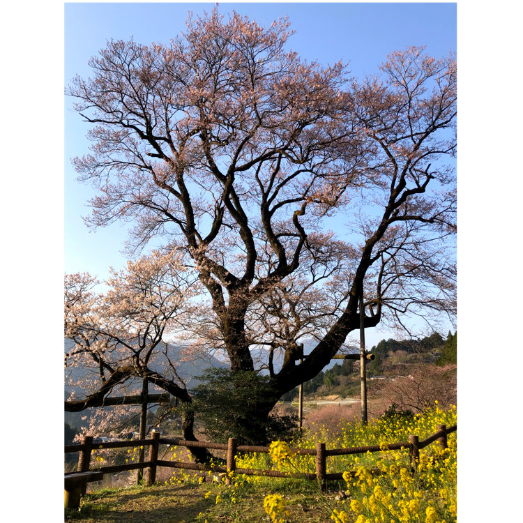 Happyさんの投稿 ひょうたん桜公園 ことりっぷ