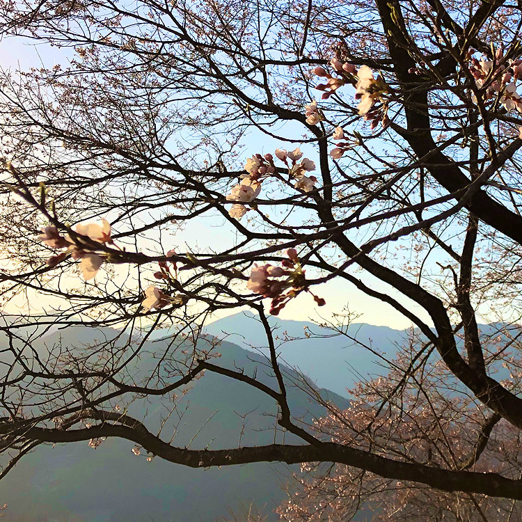 Happyさんの投稿 ひょうたん桜公園 ことりっぷ