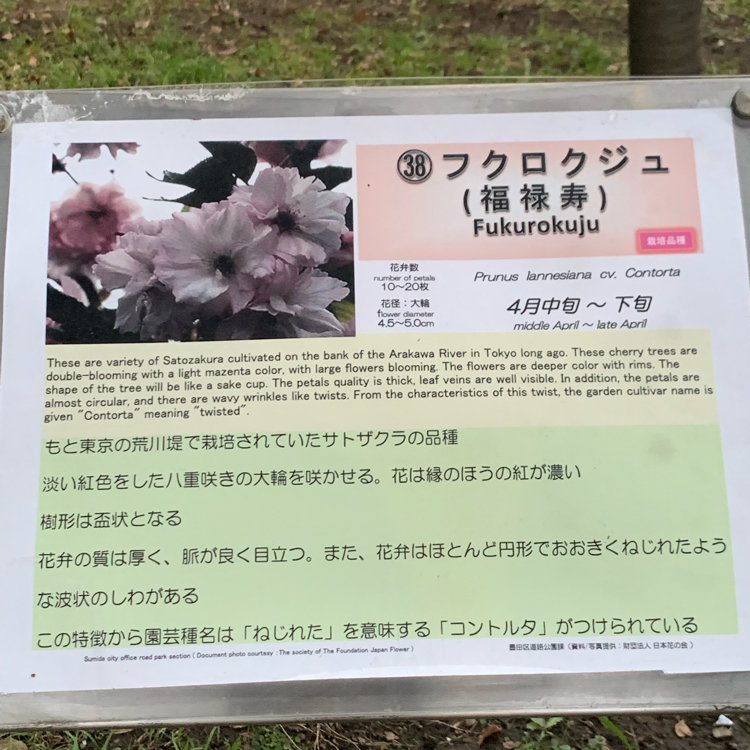 ゆかさんの投稿 隅田公園 ことりっぷ