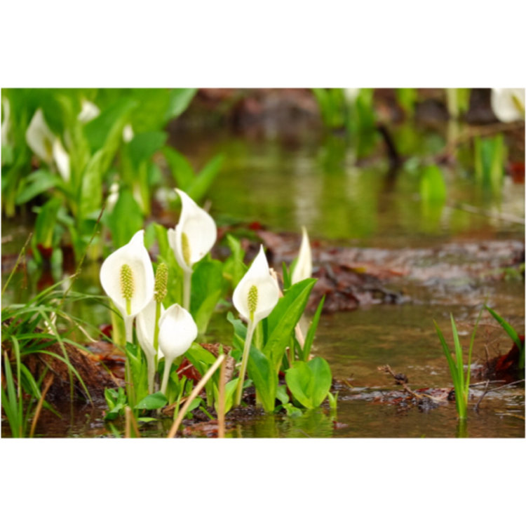 あき子さんの投稿 水芭蕉公園 ことりっぷ