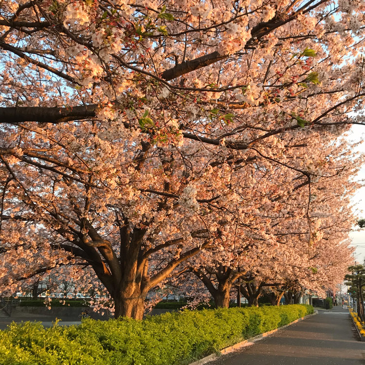 とんとんさんの投稿 さむかわ中央公園 ことりっぷ