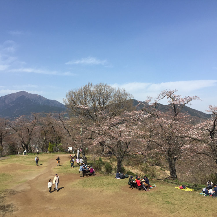 Satsuki さんの投稿 弘法山公園のサクラ ことりっぷ