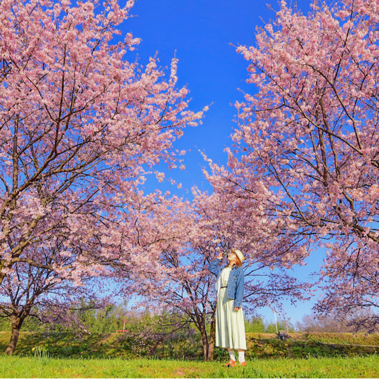 Kokohana76 さんの投稿 北浅羽桜堤公園 ことりっぷ