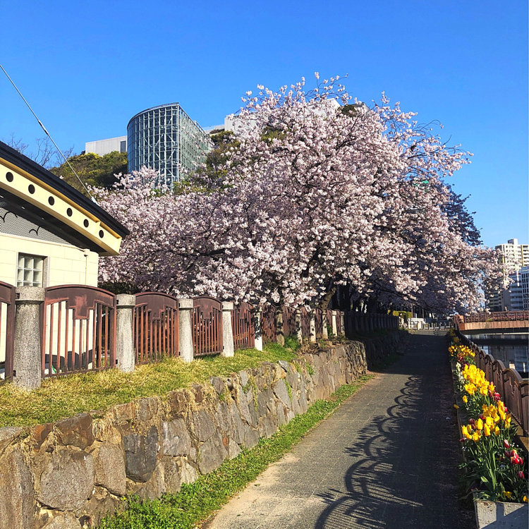 みぃさんの投稿 天神中央公園 ことりっぷ