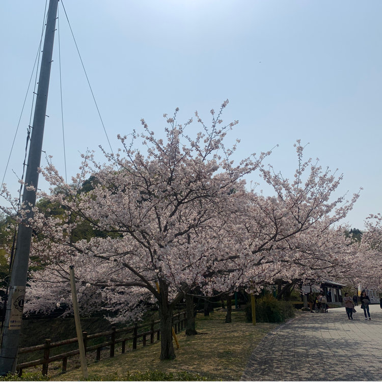 わｯきんさんの投稿 竹原市総合公園バンブー ジョイ ハイランド ことりっぷ