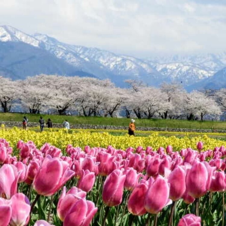 えこさんの投稿 朝日町舟川べりの桜 ことりっぷ