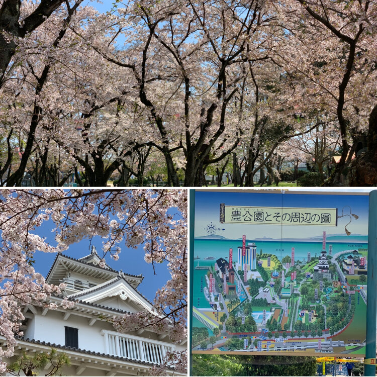 とっきんさんの投稿 豊公園の桜 ことりっぷ