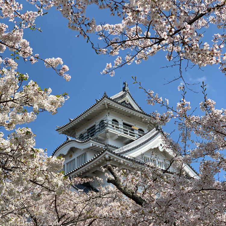 とっきんさんの投稿 豊公園の桜 ことりっぷ