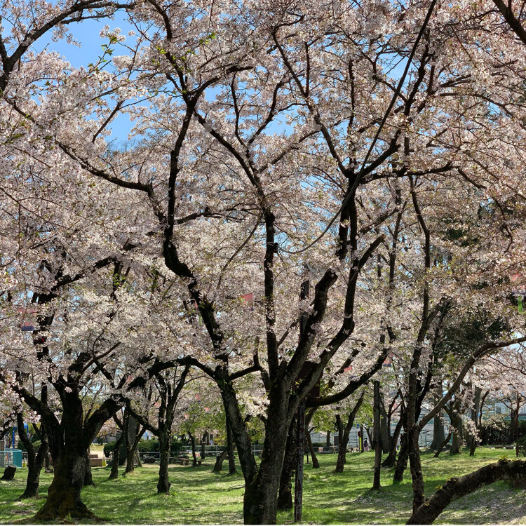 とっきんさんの投稿 豊公園の桜 ことりっぷ