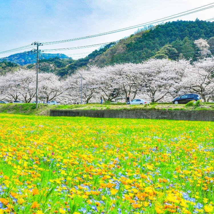 Helmikuuさんの投稿 田んぼをつかった花畑 ことりっぷ