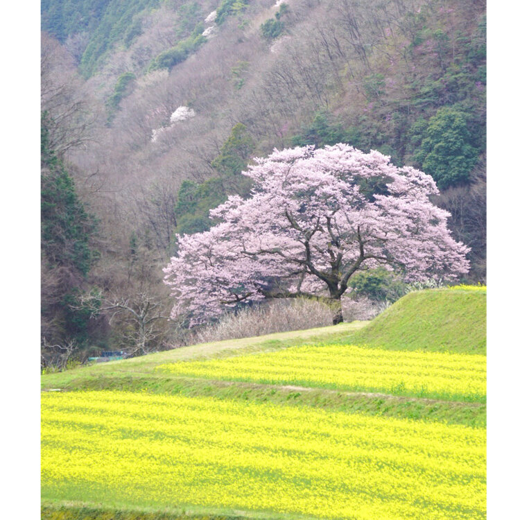 もこたさんの投稿 深山桜 ことりっぷ