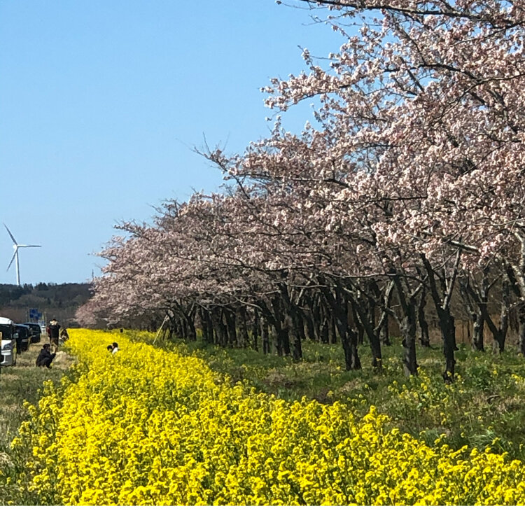 メグメグさんの投稿 大潟村桜菜の花ロード ことりっぷ