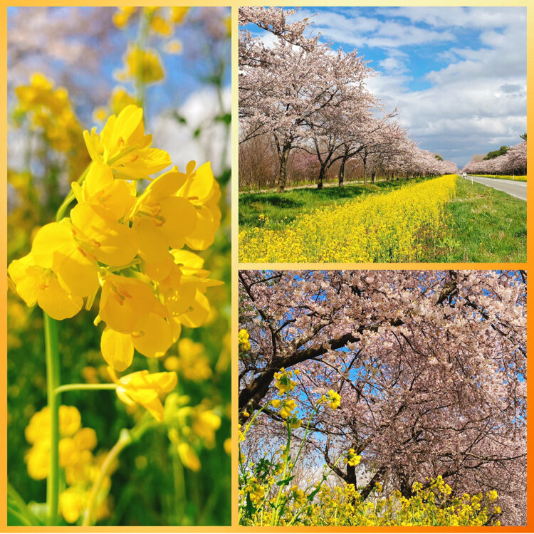 ひまわりさんの投稿 大潟村 桜菜の花ロード ことりっぷ