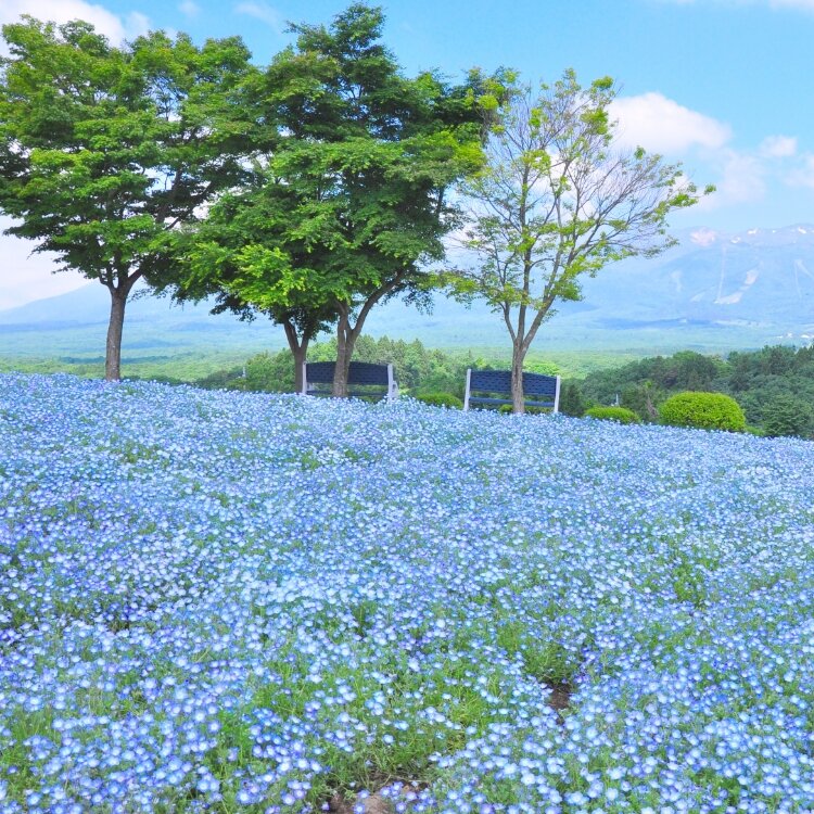 フラワー パーク 那須