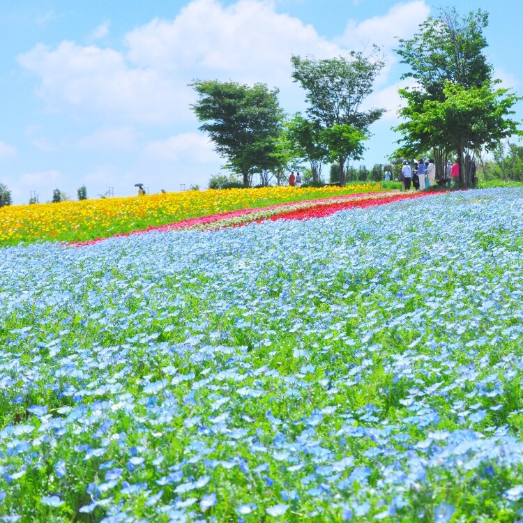 Helmikuuさんの投稿 那須フラワーワールド ことりっぷ