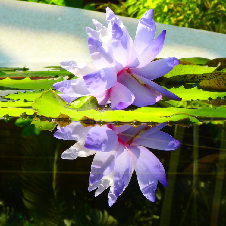 ゆっきさんの投稿 草津市立水生植物公園みずの森 ことりっぷ