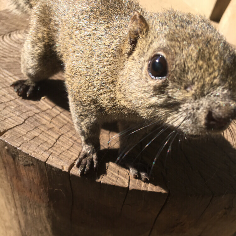 なのさんの投稿 町田リス園 ことりっぷ