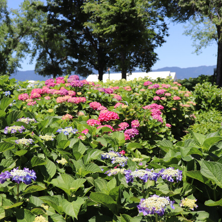 バルサさんの投稿 もりやま芦刈園 ことりっぷ