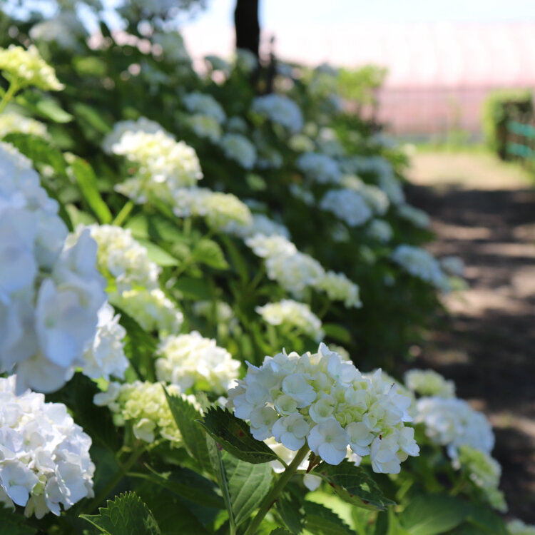 バルサさんの投稿 もりやま芦刈園 ことりっぷ