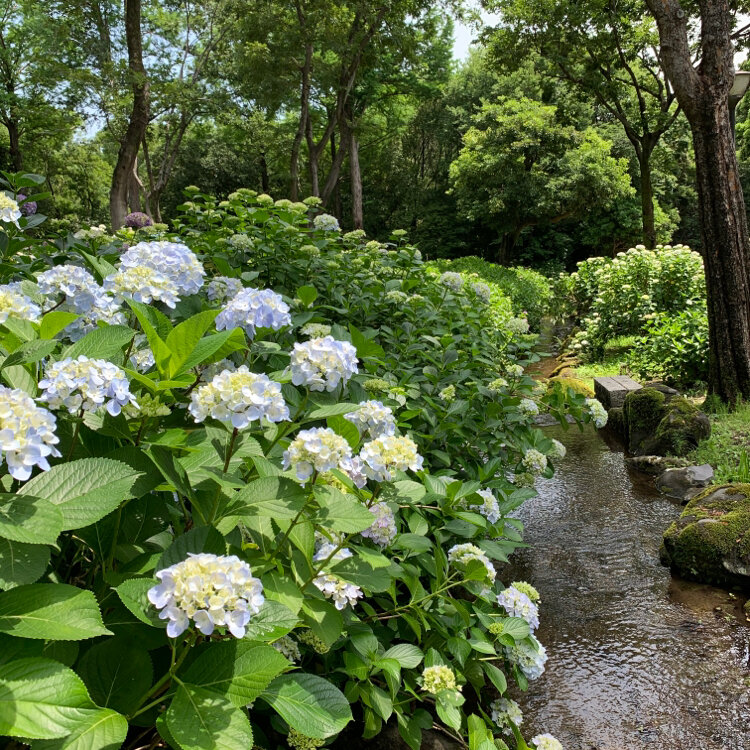 Karinさんの投稿 万博記念公園 あじさいの森 ことりっぷ