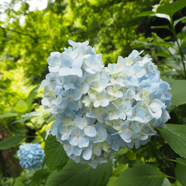 ふかさんの投稿 三千院のあじさい苑 ことりっぷ