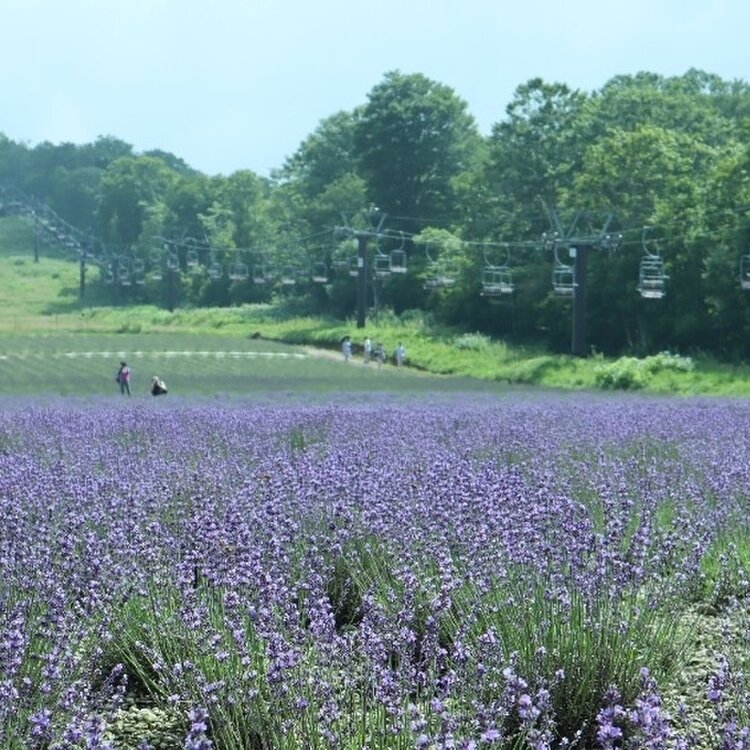 リラくまさんの投稿 たんばらラベンダーパーク ことりっぷ