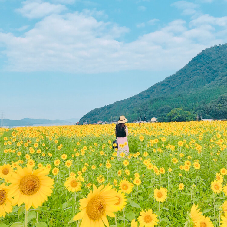 もうすぐ見頃の名所も 夏ならではの絶景に出会える西日本のひまわり畑6選 ことりっぷ